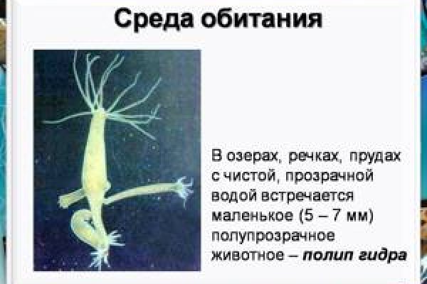 Кракен ат вход